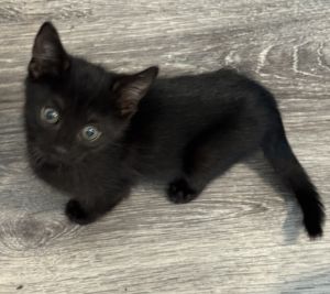 _Ravioli, Baby Male Domestic Short Hair