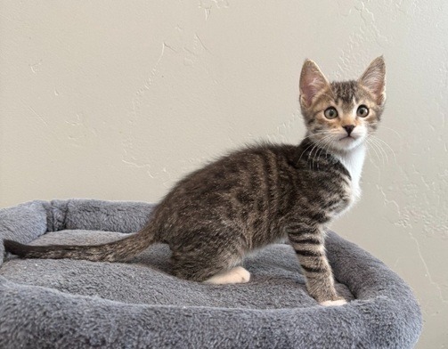 Timothy (Tiny Tim)