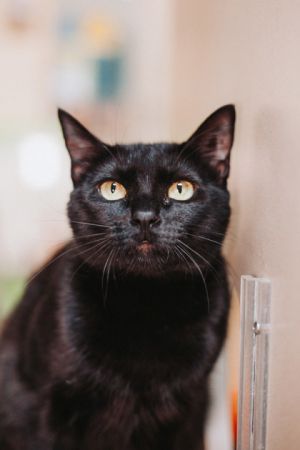 84462A Anders, Adult Female Domestic Short Hair