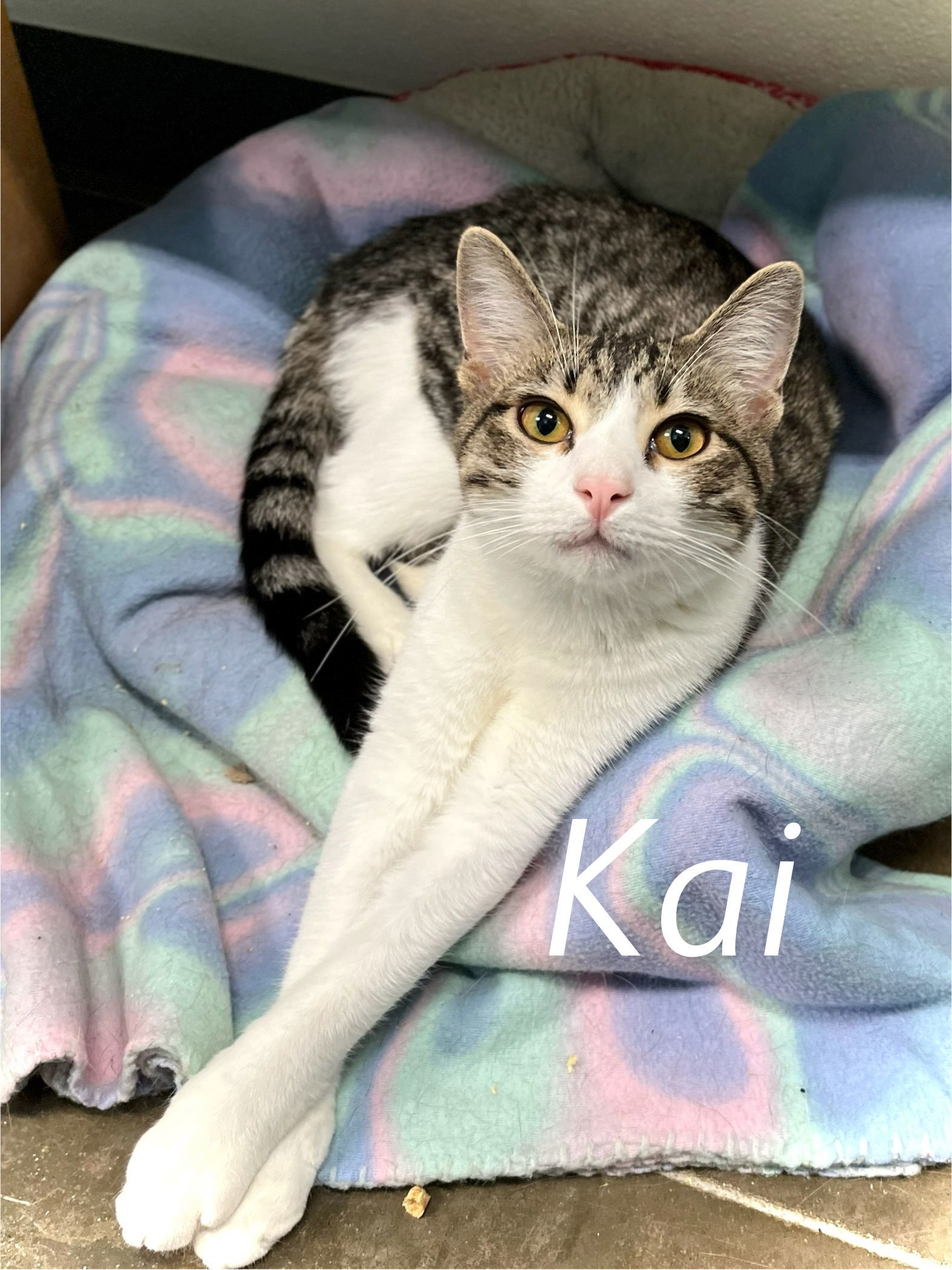 Kai