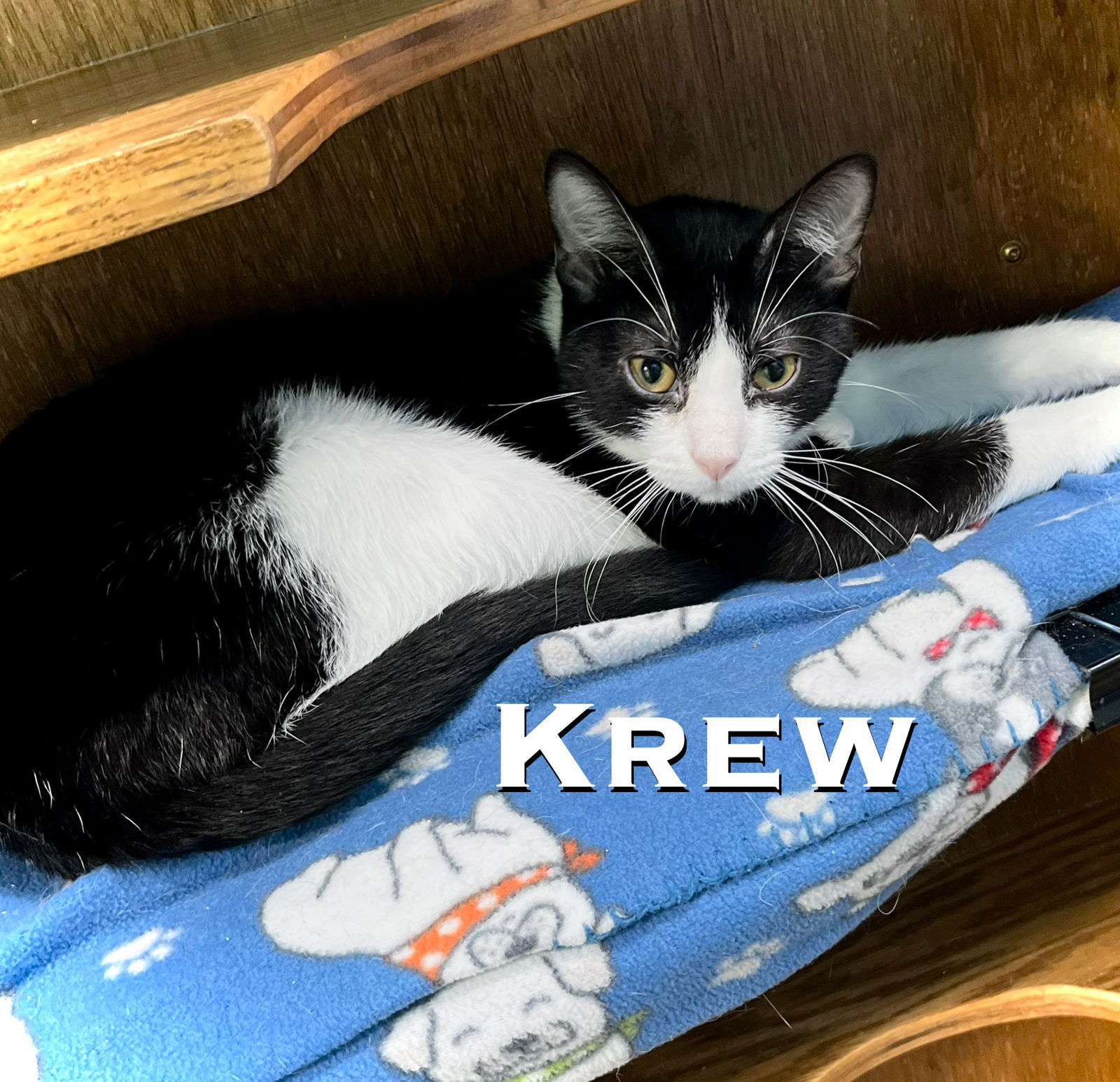 Krew