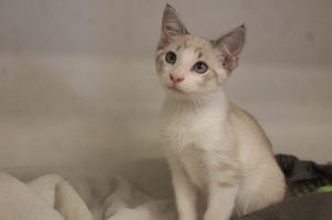 Top Sheet, Baby Male Domestic Short Hair