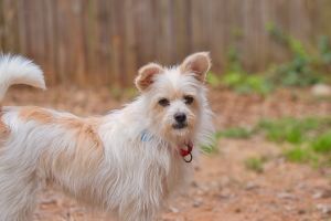 Mia Mixed Breed Dog
