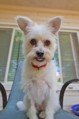 Mia is a sweet and gentle 5-year-old pup weighing around 20 lbs whos happiest when shes lounging b