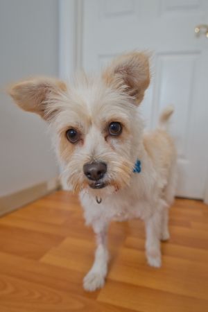 Mia Mixed Breed Dog
