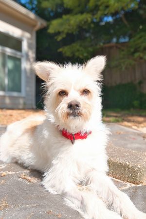 Mia Mixed Breed Dog