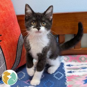 Dip, Baby Female Domestic Short Hair