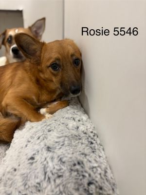 Rosie 5546 Terrier Dog