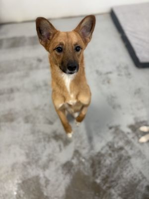 Rosie 5546 Terrier Dog