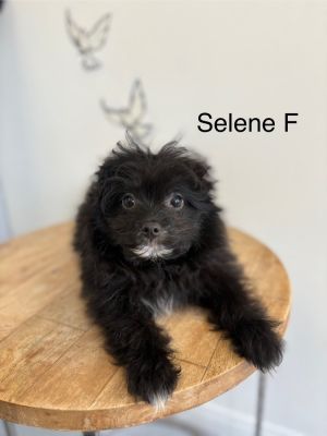 Selene Pomeranian Dog