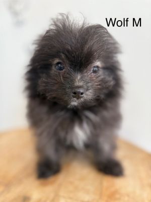 Wolf Pomeranian Dog