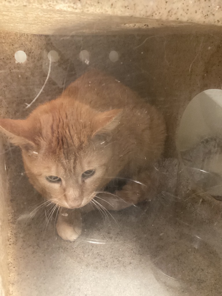 Working Cat: Terrific Fella