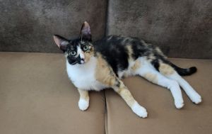 Smores, Young Female Domestic Short Hair