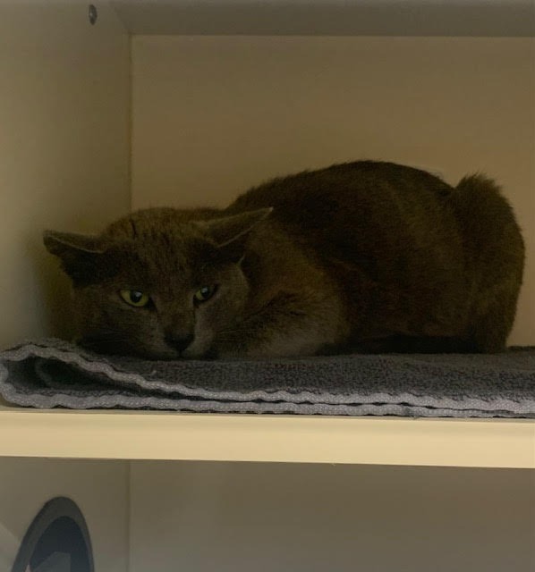 Working Cat: Millicent