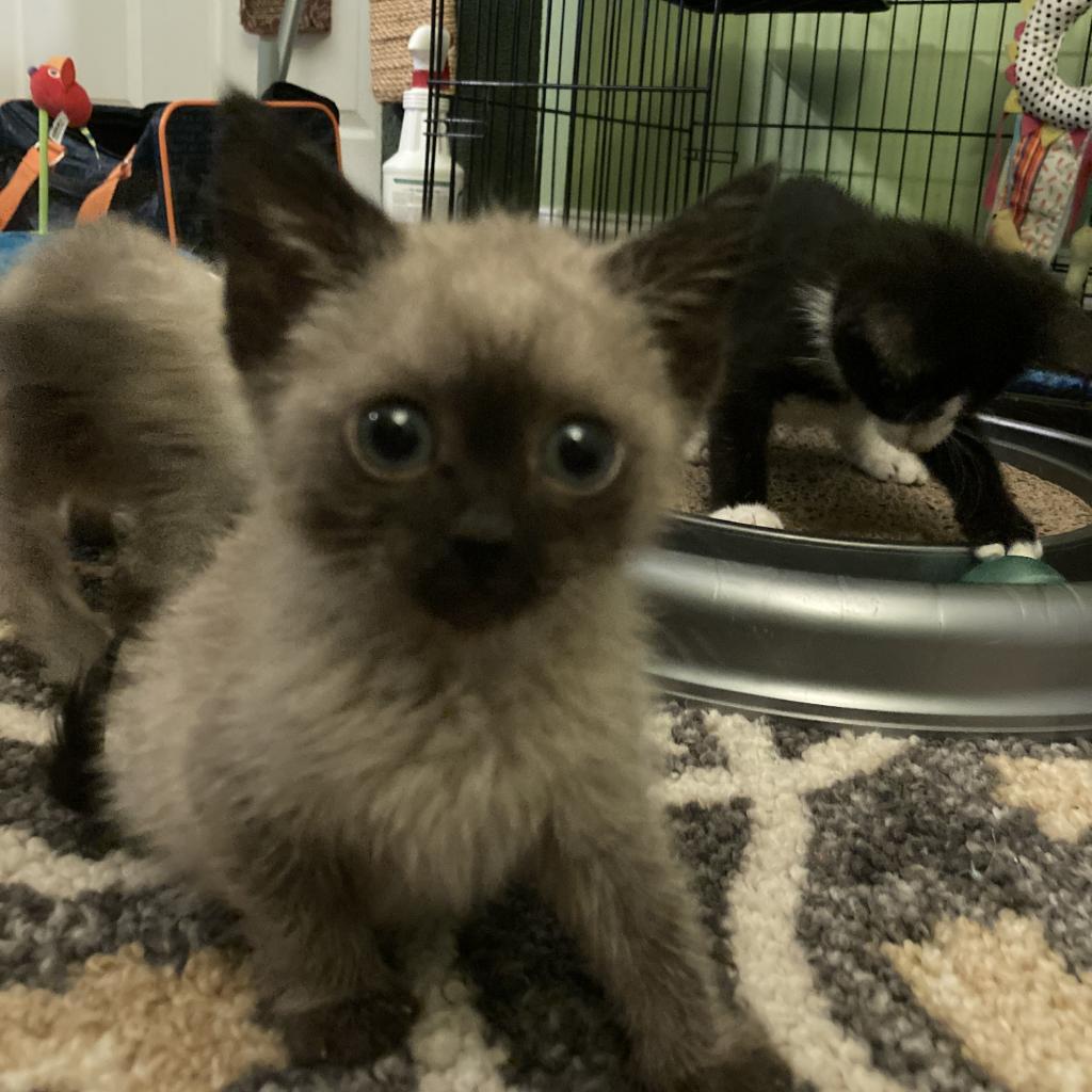 Stella