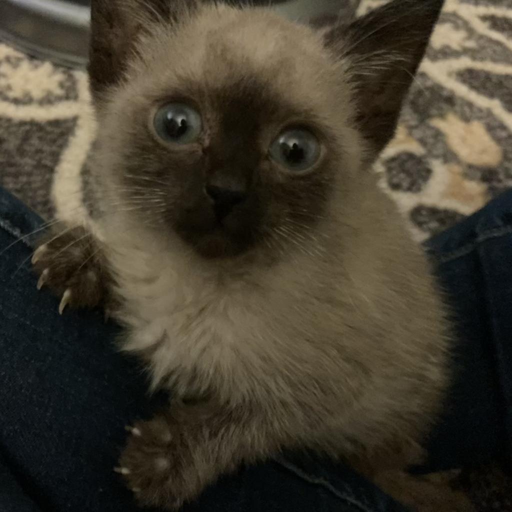 Stella