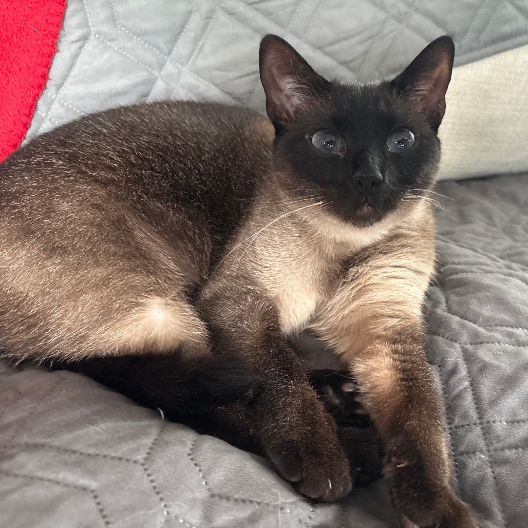Stella