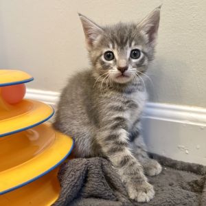 Babcock, Baby Female Domestic Short Hair