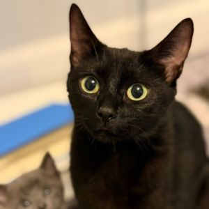 Blair, Adult Female Domestic Short Hair