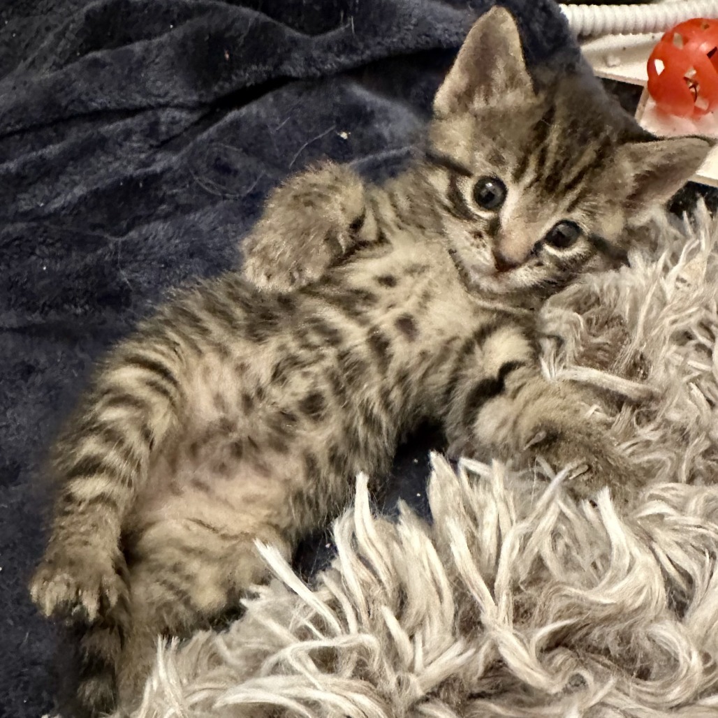 Elberta