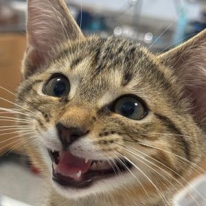 Hustle, Baby Male Domestic Short Hair