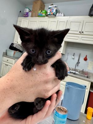 Mars In Foster, Baby Male Domestic Short Hair