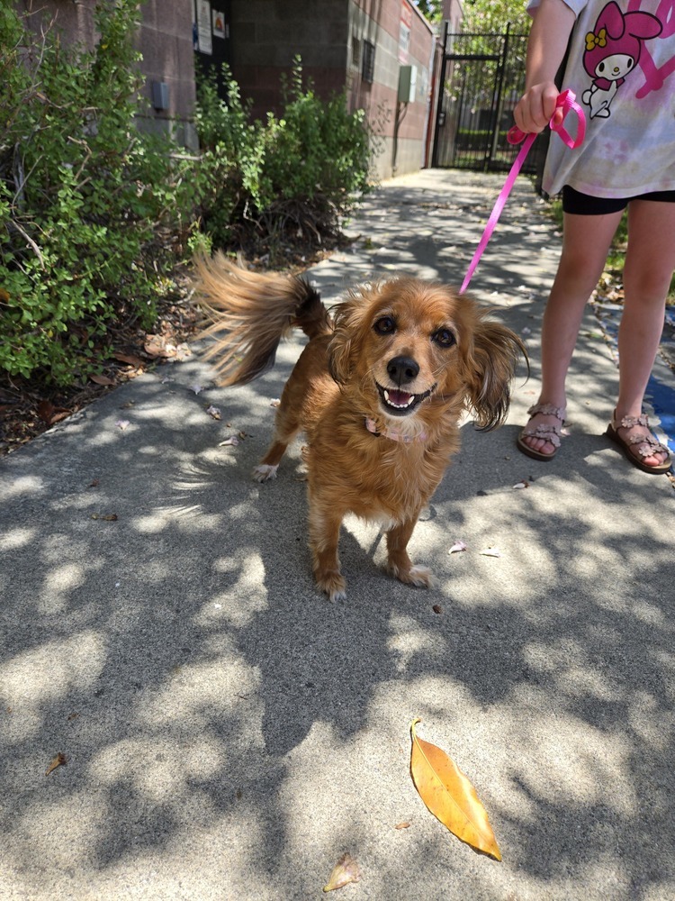 Lady, an adoptable Papillon, Dachshund in Calimesa, CA, 92320 | Photo Image 1