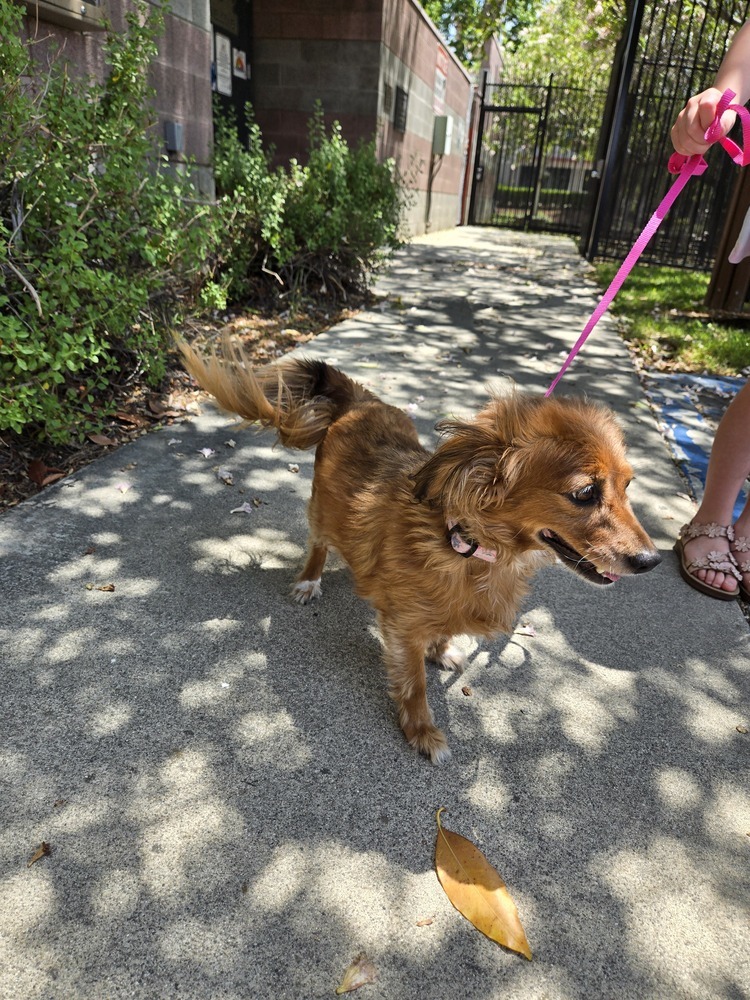 Lady, an adoptable Papillon, Dachshund in Calimesa, CA, 92320 | Photo Image 2