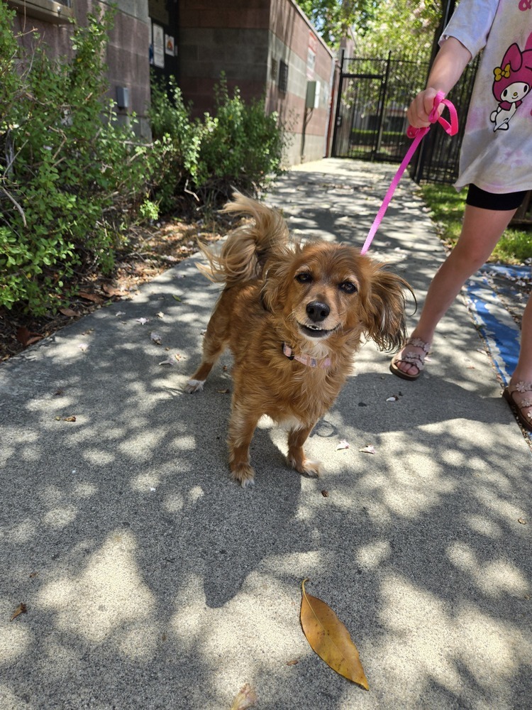 Lady, an adoptable Papillon, Dachshund in Calimesa, CA, 92320 | Photo Image 3