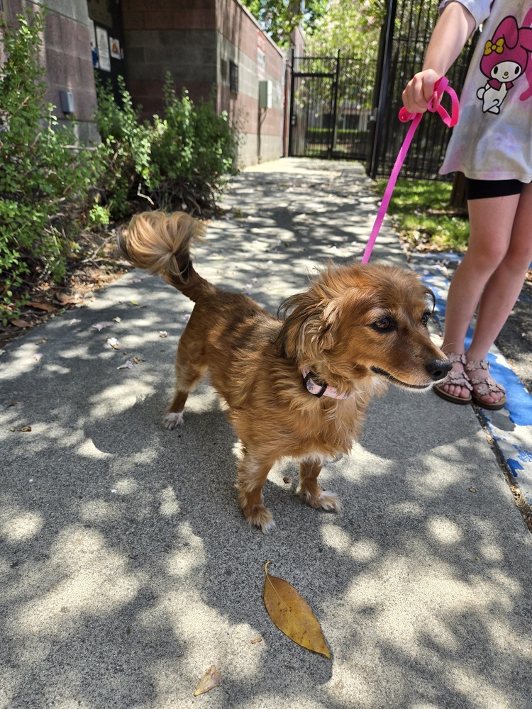 Lady, an adoptable Papillon, Dachshund in Calimesa, CA, 92320 | Photo Image 4