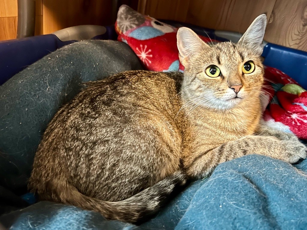 Dora