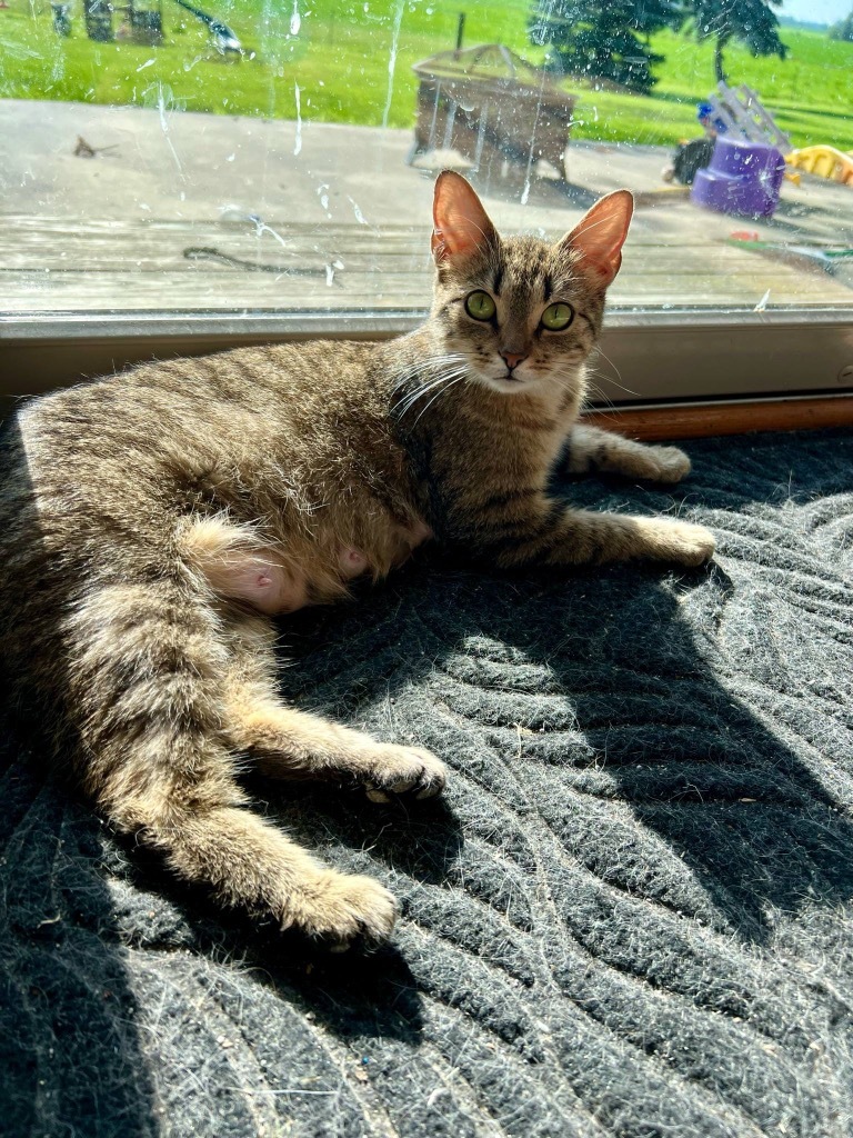 Dora