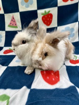Jac (Bonded to Judd), Adult Male Lionhead