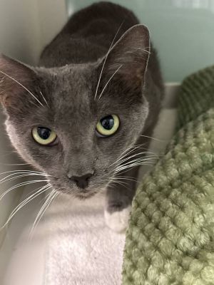 Asia, Adult Female Domestic Short Hair