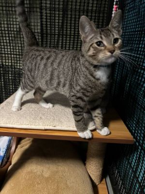 Dandy, Baby Male Domestic Short Hair