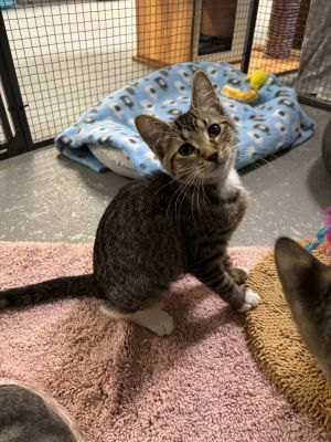 Angelina Ballerina, Baby Female Domestic Short Hair