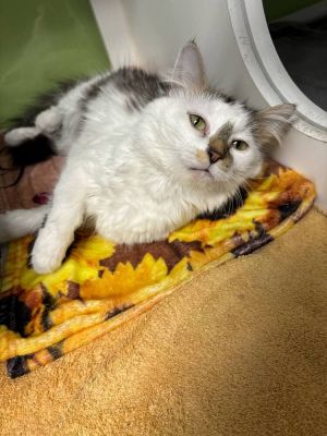Poppy, Adult Female unknown