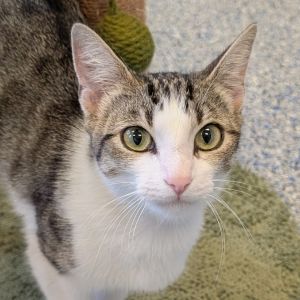 Pepita, Young Female unknown