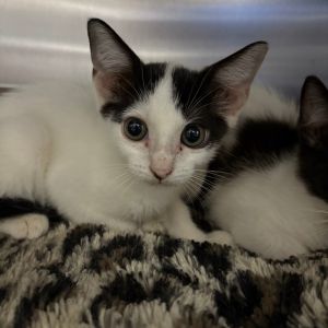Florida 27768, Baby Male Domestic Short Hair