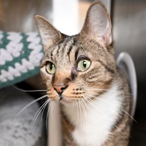 Nelson, Adult Male Domestic Short Hair