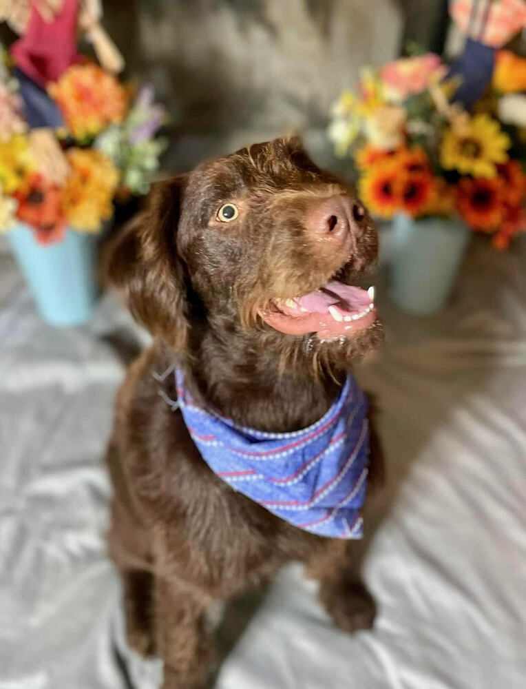 Louie