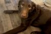 Louie photo 3