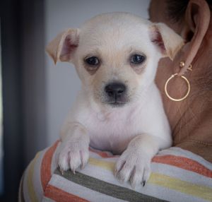 Meet Rusty Rusty was born to mama Luci who arrived with us heavily pregnant with 6 puppies She sa