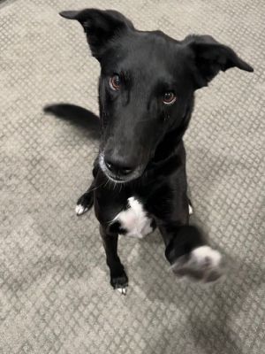 Meet Jet Jet is 35lb three year old labboarder collie mix Jet is a very affectionate dog who is e