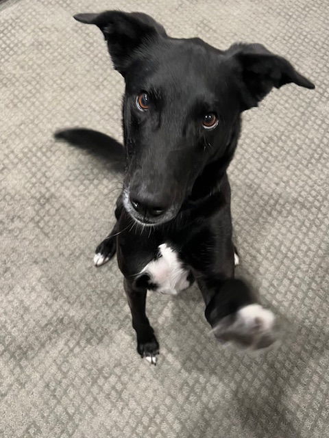Jet