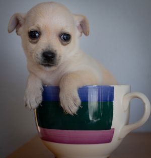 Meet Ruben Ruben was born to mama Luci who arrived with us heavily pregnant with 6 puppies She sa