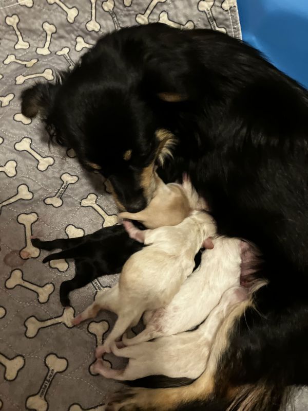 Ruben (luci&#;s Puppy) thumbnail 3