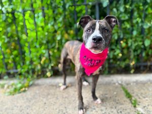 Luna Mama Mixed Breed Dog