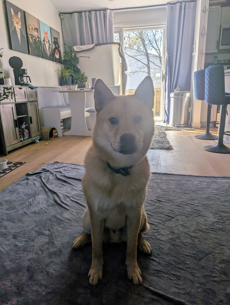 Bear