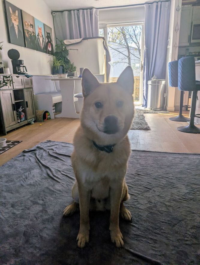 Bear